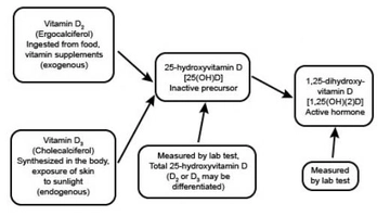 25 Hidroksi Vitamin D 25 Hidroksi D Vitamini Nedir?